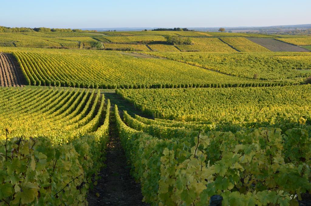 vignes au printemps