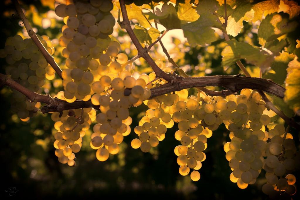 Grappes de raisins blanc