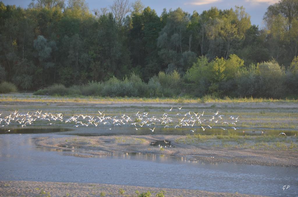 Vol d'oiseaux au dessus de la Loire